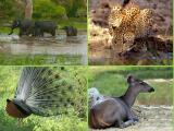 Yala National Park